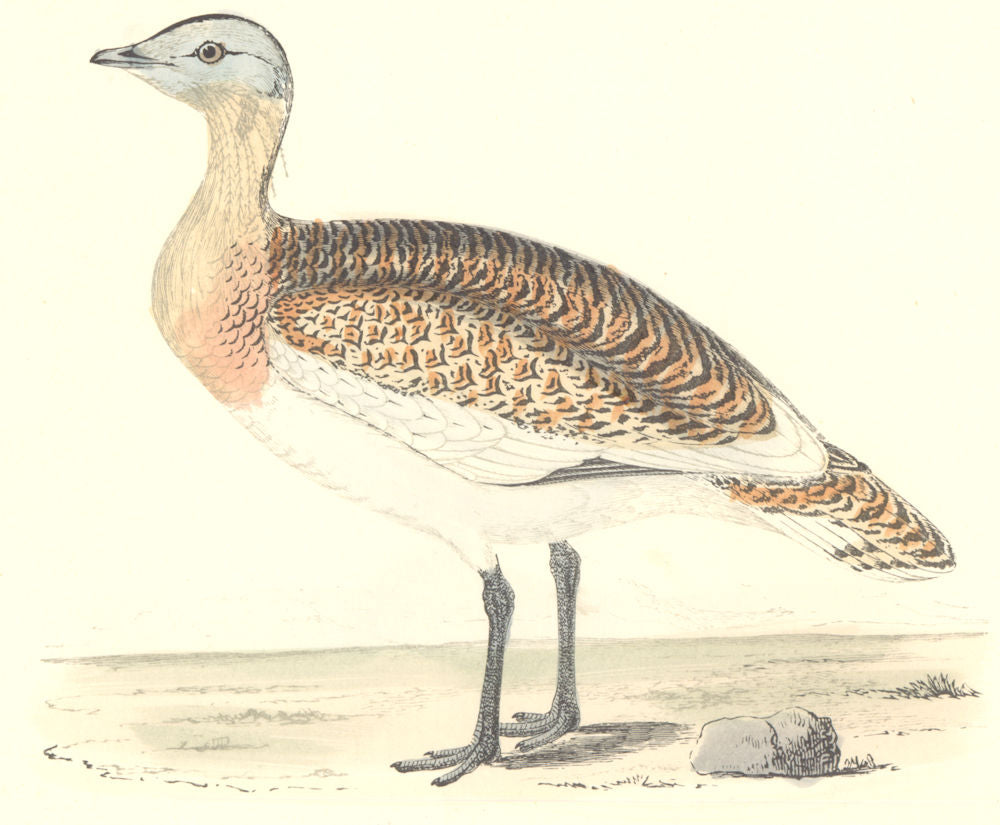 BIRDS. Great Bustard. Was Found in Europe. Asia (Morris) 1880 old print